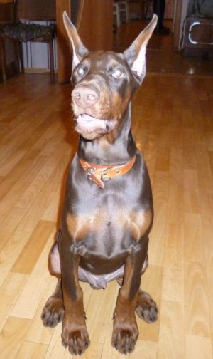 Dog Photo