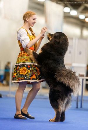 Dog Photo