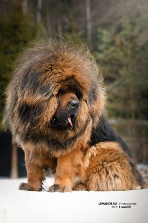 Dog Photo