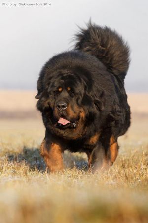 Dog Photo