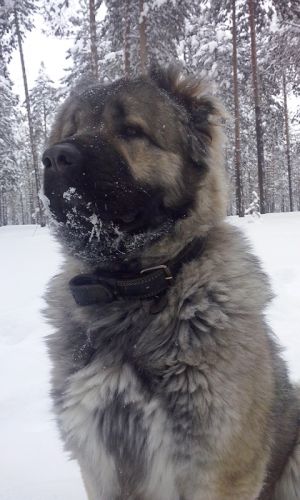 Dog Photo