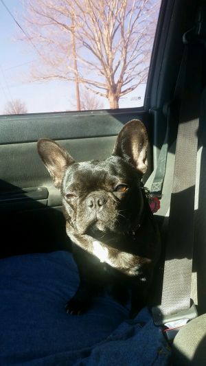 Dog Photo