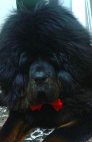 Dog Photo