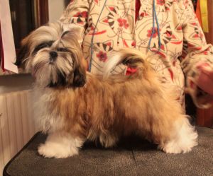 Dog Photo