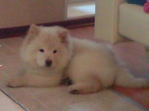 Dog Photo