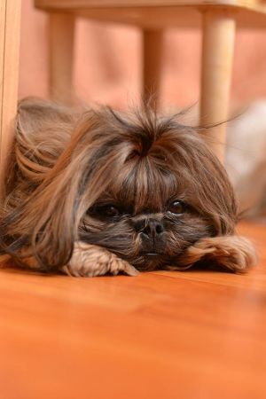 Dog Photo