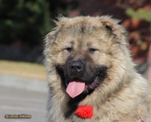 Dog Photo