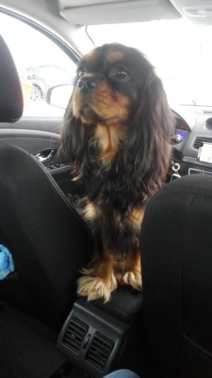 Dog Photo