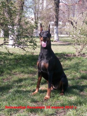 Dog Photo