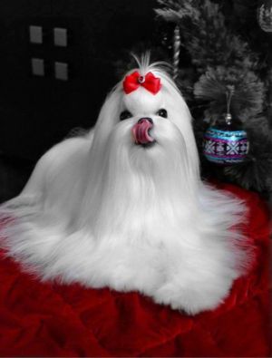 Dog Photo