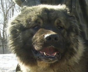 Dog Photo