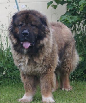 Dog Photo