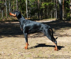 Dog Photo