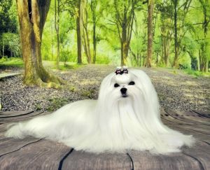 Dog Photo