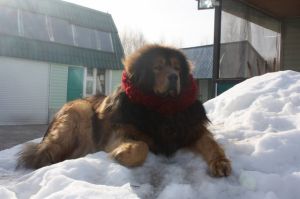 Dog Photo