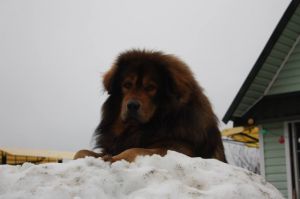 Dog Photo