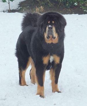 Dog Photo