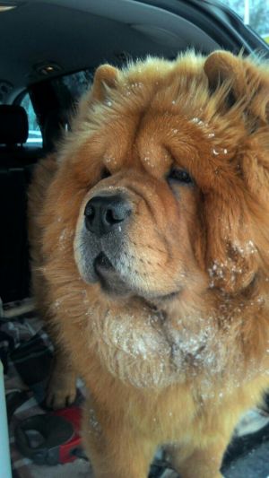 Dog Photo