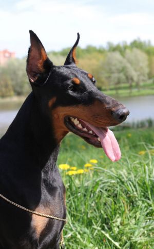 Dog Photo