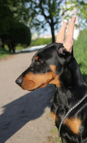 Dog Photo