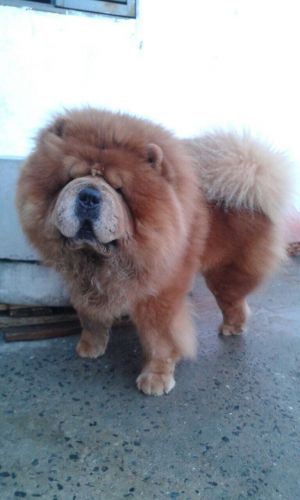 Dog Photo