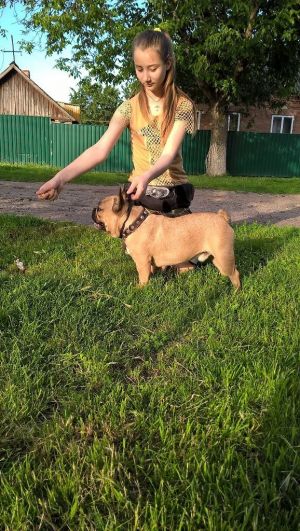 Dog Photo