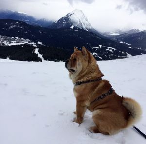 Dog Photo