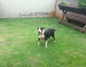 Dog Photo