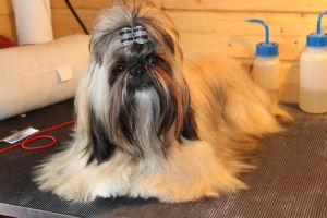 Dog Photo