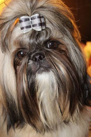 Dog Photo