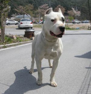 Dog Photo