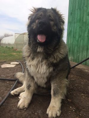 Dog Photo