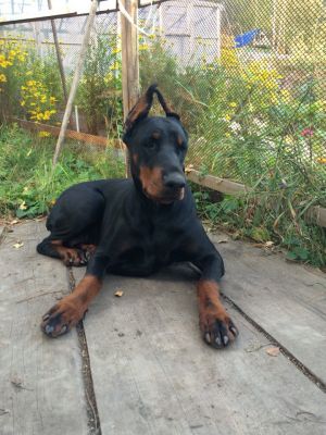 Dog Photo