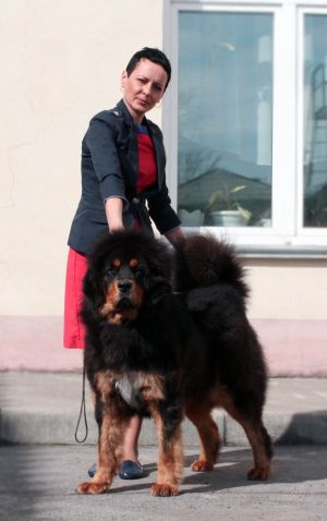Dog Photo