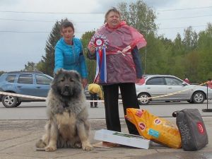 Dog Photo