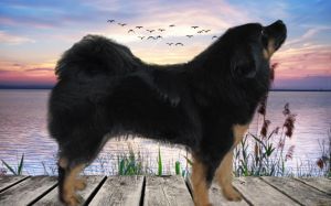 Dog Photo