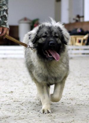 Dog Photo