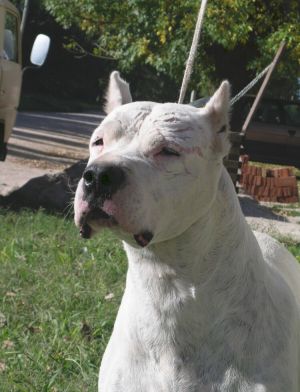 Dog Photo
