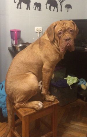 Dog Photo