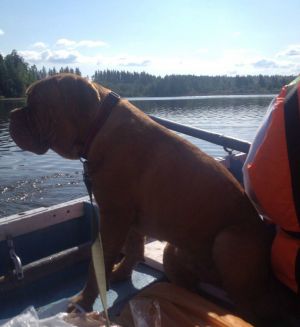 Dog Photo