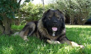 Dog Photo