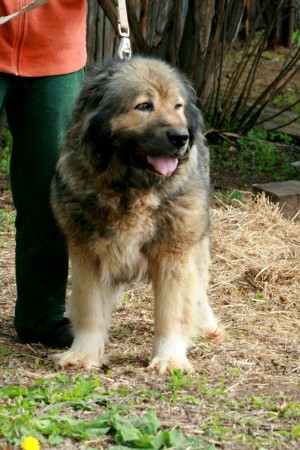 Dog Photo