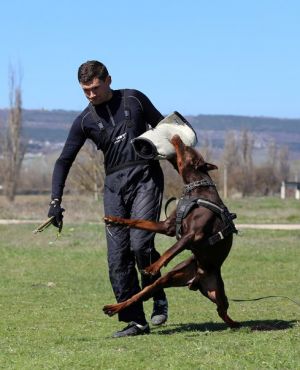 Dog Photo