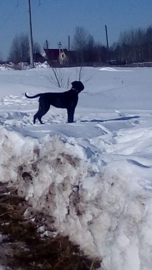 Dog Photo