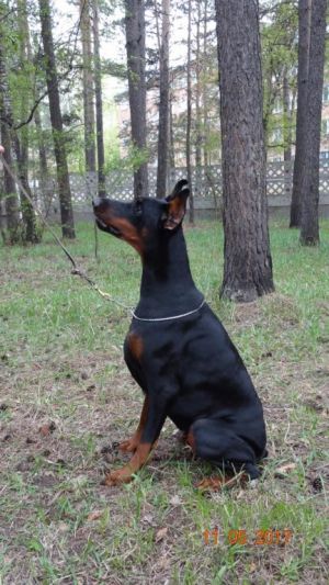Dog Photo