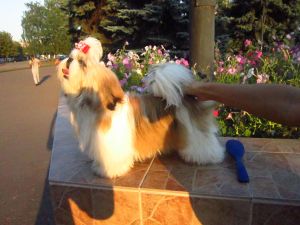 Dog Photo