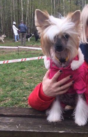 Dog Photo