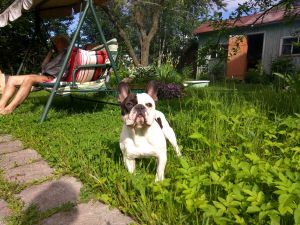 Dog Photo