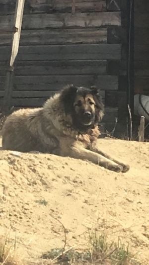 Dog Photo