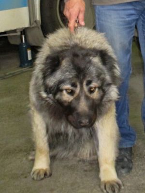Dog Photo
